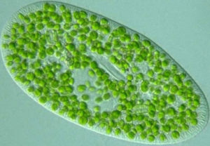 Chlorella-Symbionten in Paramecium bursaria